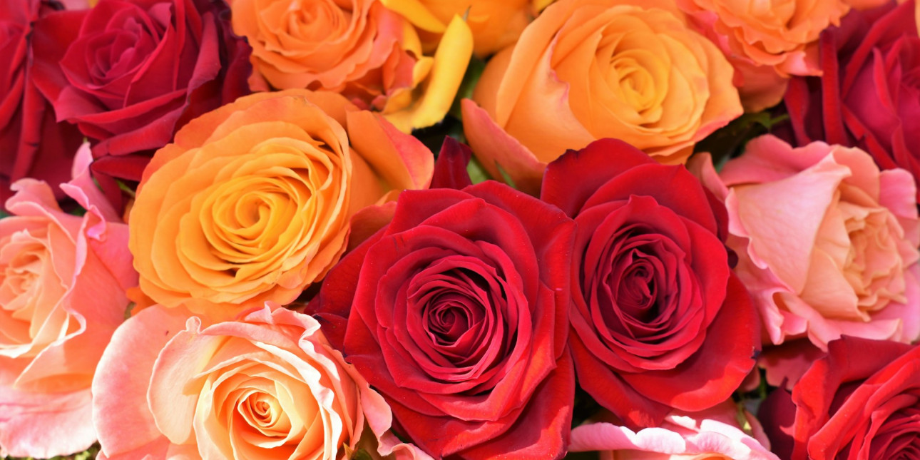 Eri värisiä ruusuja tiiviissä kimpussa