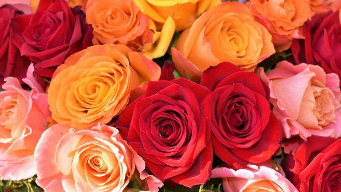 Eri värisiä ruusuja tiiviissä kimpussa